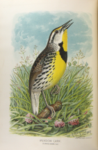 Robert Ridgway, S. A. Forbes The Ornithology of Illinois Vol. I 